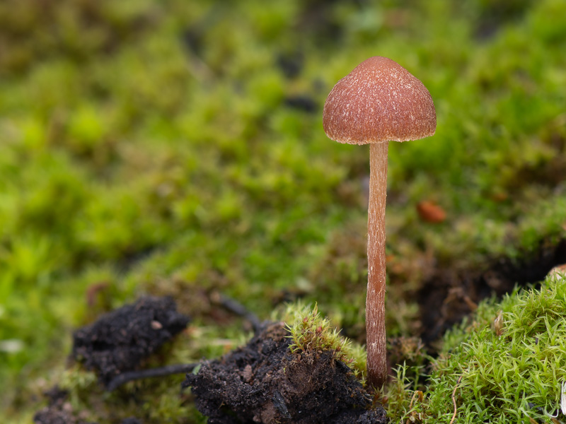 Galerina carbonicola